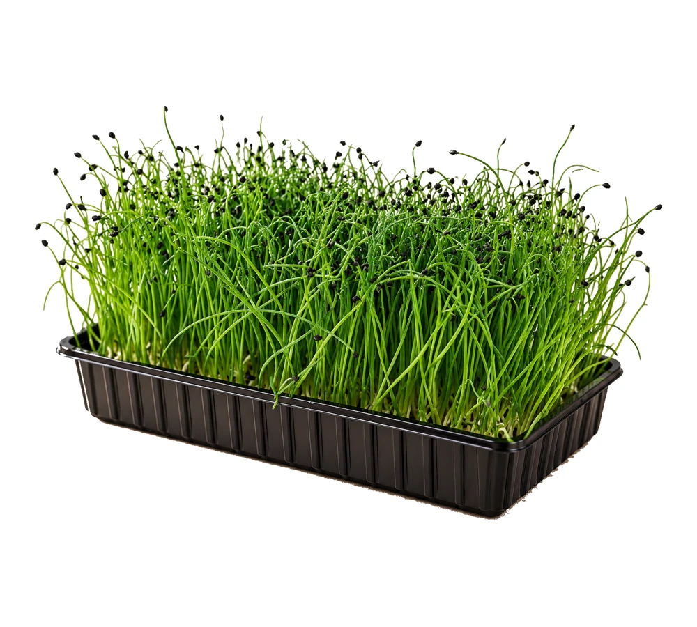 Шнитт-лук